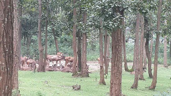 Deer Park